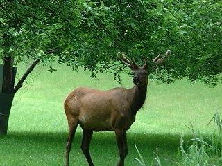 麋鹿站在树旁的草地上